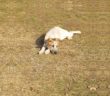 cane_lorella_de_grazia_laura_colombo