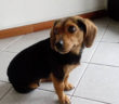 cane_manicomino_rieti_roberta_di_carlo_adf