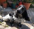 cane_marianna_cipitelli