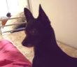 cane_nero_p&f