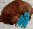 cane_orsetta_salvatore_libero_barone_raffy