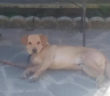 cane_patrizia_brandi