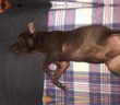 cane_piana_reatina_carlotta_iacuitto_ritrovato