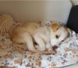 cane_puffetta_patrizia_brandi