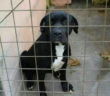 cane_rubin_bracciano_raffy