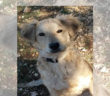 cane_sandy_alessandra_comerio