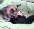 cane_sanitario_pastore_tedesco_adf