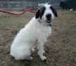 cane_snoopy_sanitario_adf