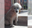 cane_trovatella_roma_simona_alterio