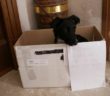 cane_valentina_bianconi_bianconi_raffy