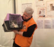 colonia_felina_LAV_cittareale3