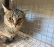 colonia_felina_LAV_cittareale5
