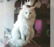 gatto_bianco_p&f