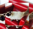 gatto_gatta_vaniglia_