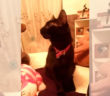 gatto_isabella_mosca_rieti