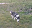 husky_quattro_strade_1