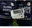 pappagallini_ali_tagliate_roma_blitz_oipa_2
