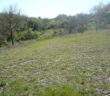 terreno_cani_ylenia_de_luca_p&f