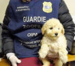 traffico_illegale_cani_blitz_polizia_ed_oipa