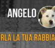 cane_angelo_2