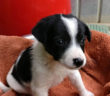 cane_arya_sabina_p&f