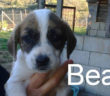 cane_bea_elisa_milano