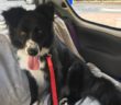cane_betta_vazia_martina_faraglie