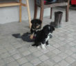 cane_cagnolini_cuccioli_torri_in_sabina