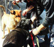cane_canile_sanitario_zuma_e_falco