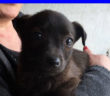 cane_cucciola_caserta_anca_feraru_patrizia_brandi