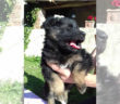 cane_cucciola_figlia_di_sasha_marianna_cipitelli