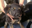 cane_cuccioli_anna_linda_gemma_caroni
