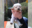 cane_cuccioli_marianna_cipitelli_2