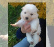 cane_cuccioli_marianna_cipitelli_8