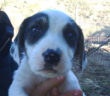 cane_lara_elisa_milano_basilicata