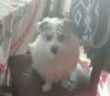 cane_lucky_molino_dela_salce_rieti_raffy