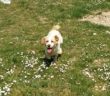 cane_lucrezia_carolina_audizi