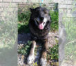 cane_lupo_sanitario_adf