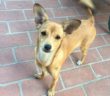 cane_masha_borgonuovo_di_tarano_p&f