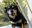 cane_pallino_detto_lillo_matteo_carrozzoni