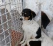 cane_roberta_di_carlo_adf