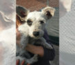 cane_sanitario_adf