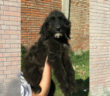cane_sanitario_roberta_di_carlo_adf