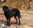 cane_sara_tomamso_bernardini_cresta