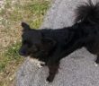 cane_vazia_valerio_piccolo