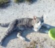 gatta_gattina_poggio_fidoni_ilaria_De_santis
