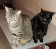 gatti_cristina_satta_giuseppe_manzo