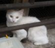 gatto_bianco_via_ferrari_rieti_laura_nucci