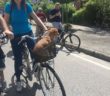 bicincittà_2017_cane_cani_2