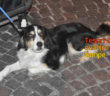 buono_cane_20-624×468